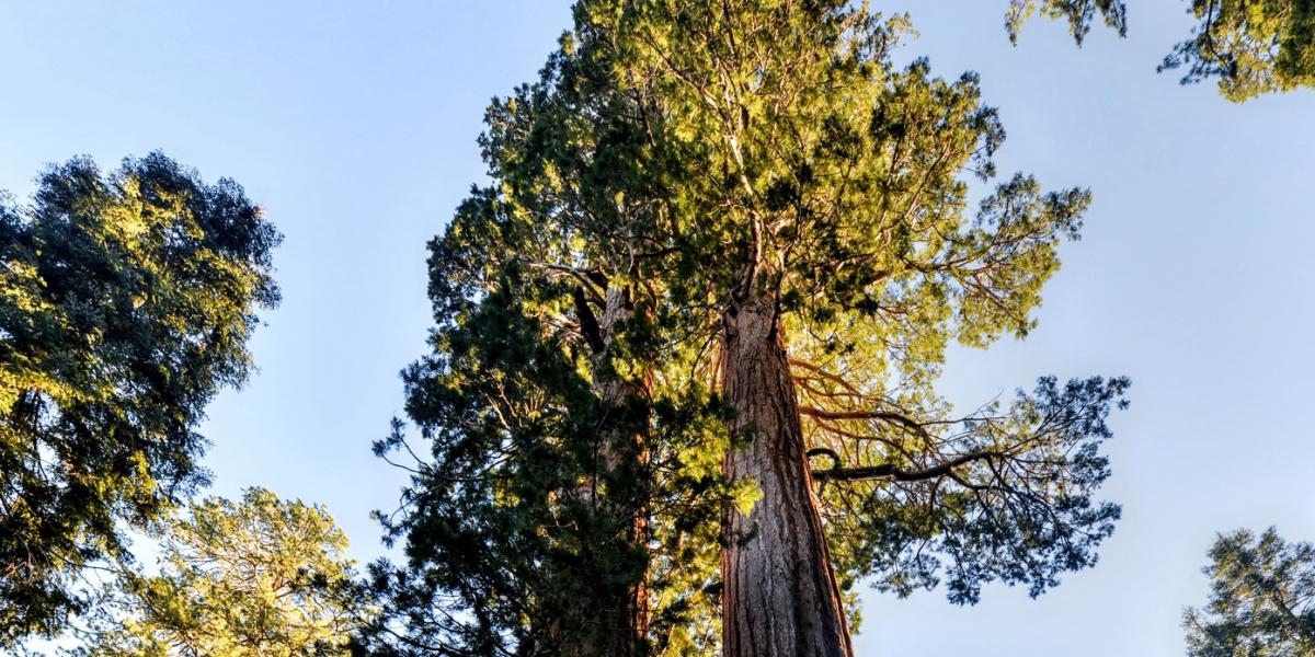 A legmagasabb fák a kaliforniai Redwood Nemzeti Parkban nőnek - FOTÓ: THINKSTOCK