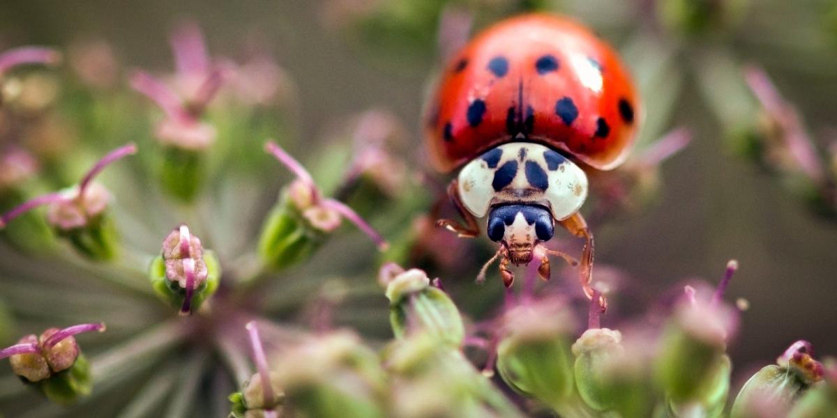 Harlekinkatica, szintén invazív faj Illusztráció: Thinsktock