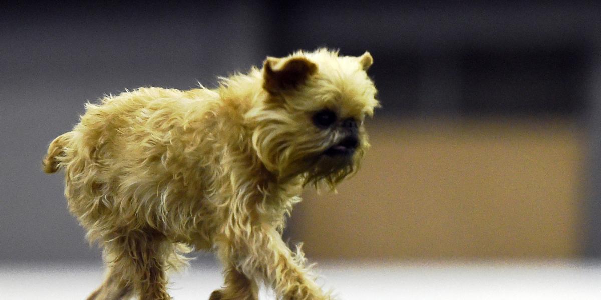 Illusztráció - Brussels griffon/AFP fotó