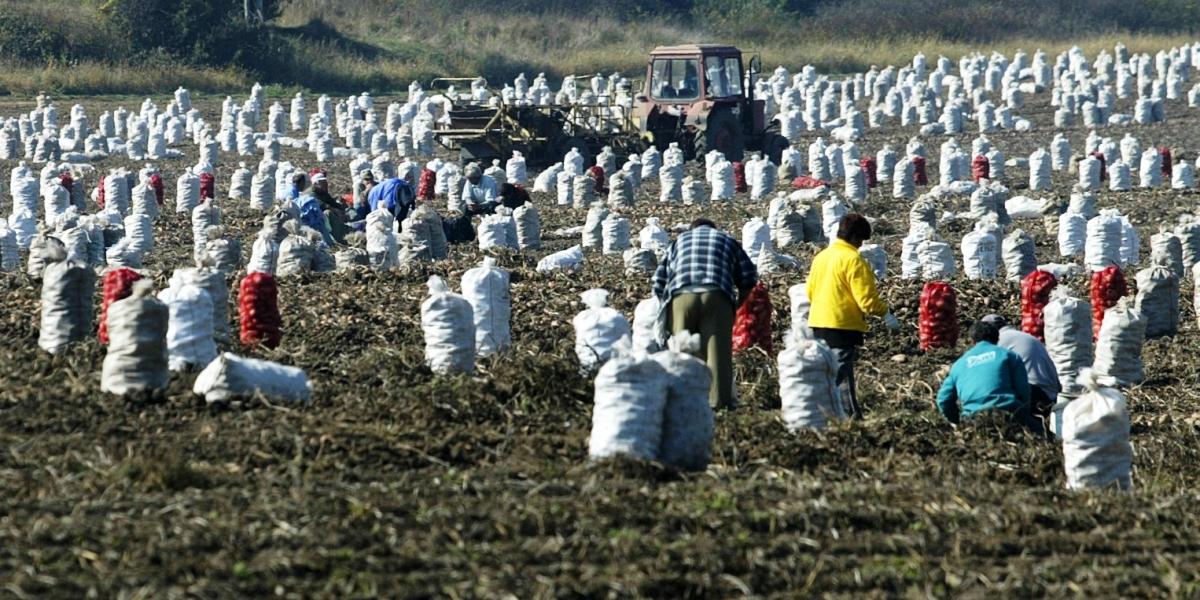 KÉSZÜLŐDÉS - A betakarítás után választ új kamarai vezetőket a tagság - Népszava fotó