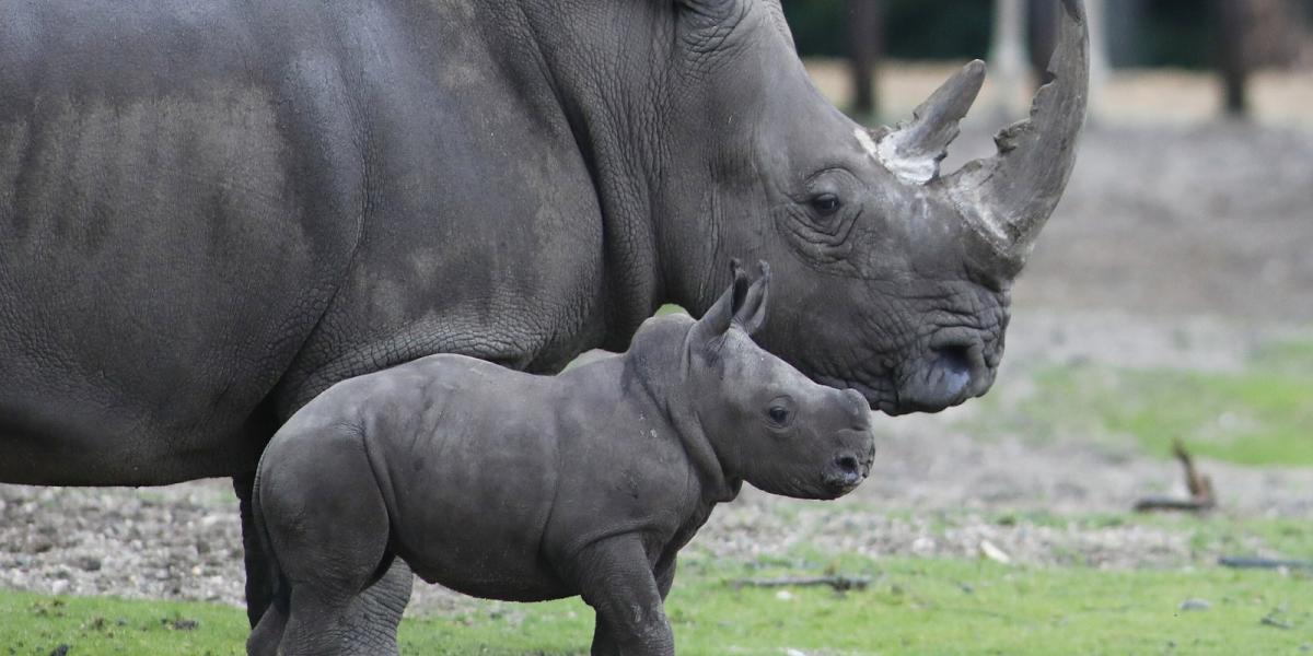 Anya gyermekével egy nemzeti park viszonylagos biztonságában - AFP fotó