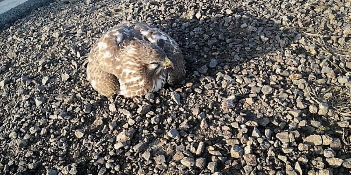 A sérült, feltehetően elütött vadmadárnak nem sok esélye lett volna életben maradni - Forrás: police.hu