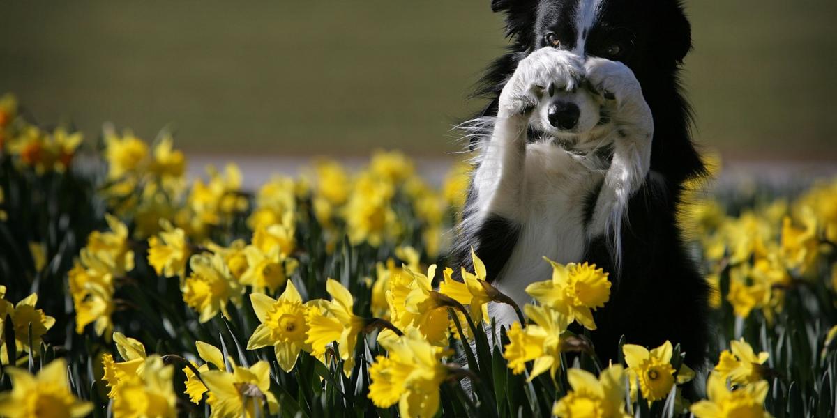 Fotó: Christopher Furlong, Getty Images.