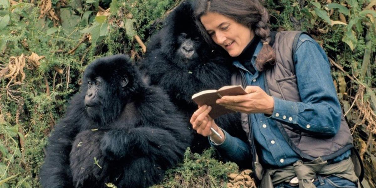 Dian Fossey képes volt kommunikálni a gorillákkal. 