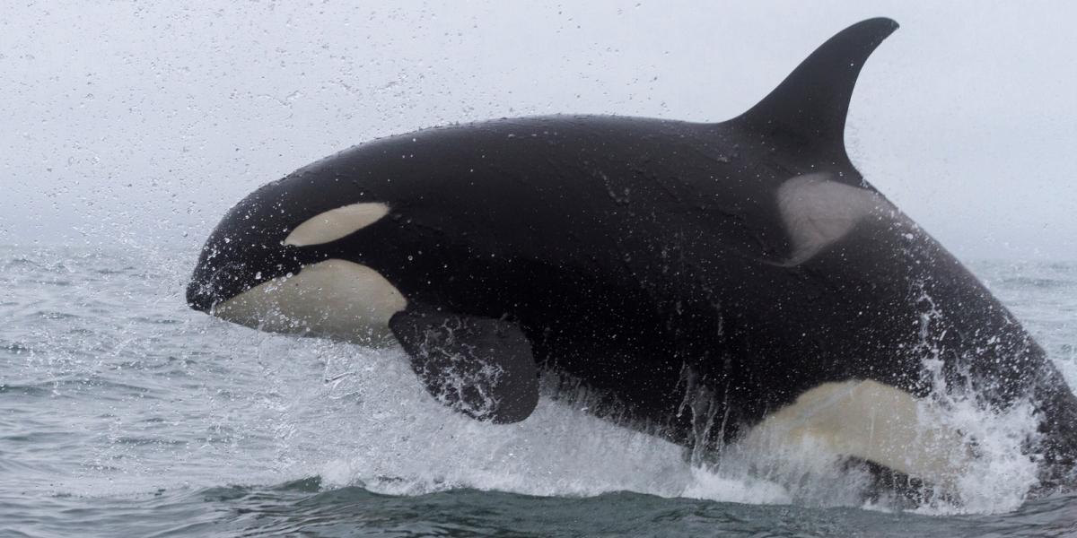 Egy orka - a kép illusztráció. Fotó: Mike Korostelev / Biosphoto