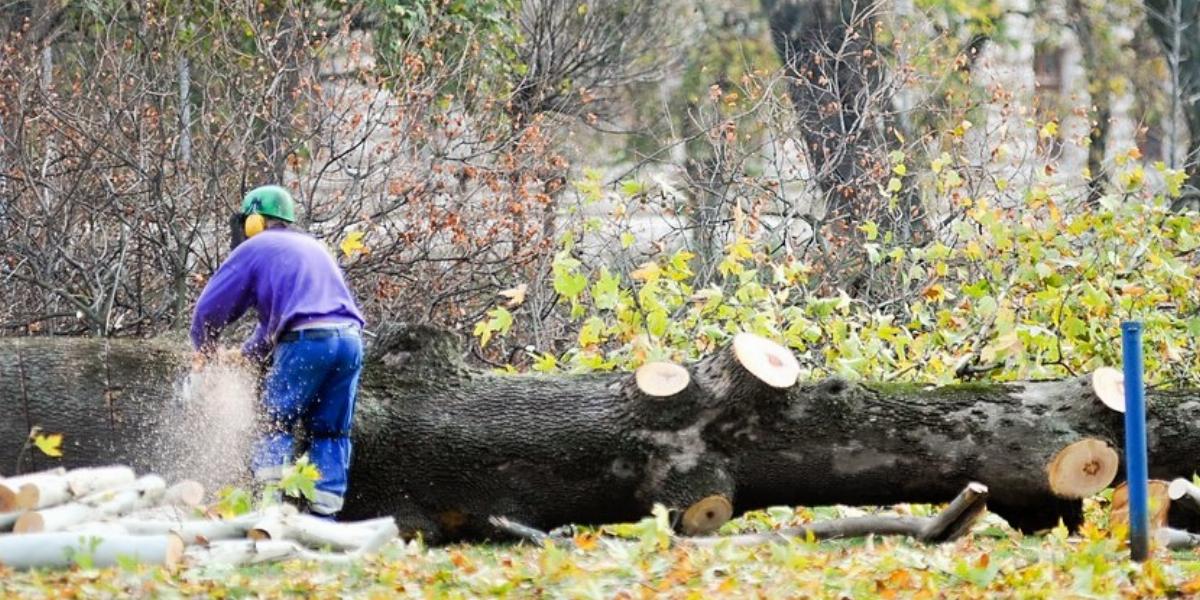 A kép illusztráció, a Ludovika tér fáinak kivágásakor készült. Fotó: Tóth Gergő