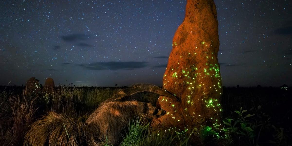 A fotón szereplő termesz nem véletlenül hasonlít a természetvédelmi park látogatóközpontjánál látható kitömött állatra A képek f