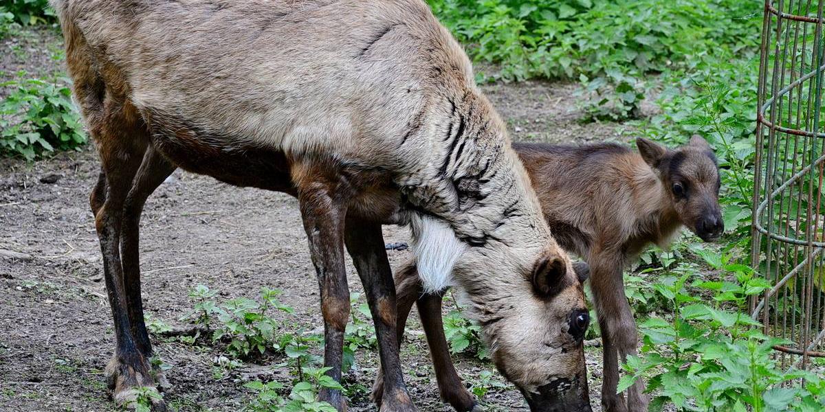 Fotó: Facebook/Miskolci Állatkert és Kultúrpark