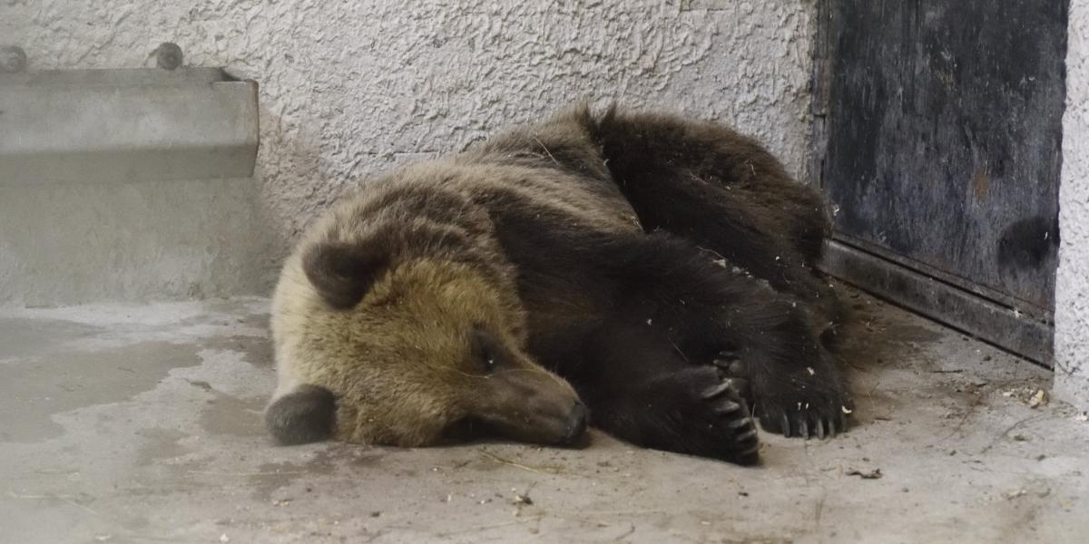 A Szegedi Vadaspark medveházának egyik elkülönítő helyiségében a Sándorfalva közelében altató lövedékkel meglőtt, majd befogott 