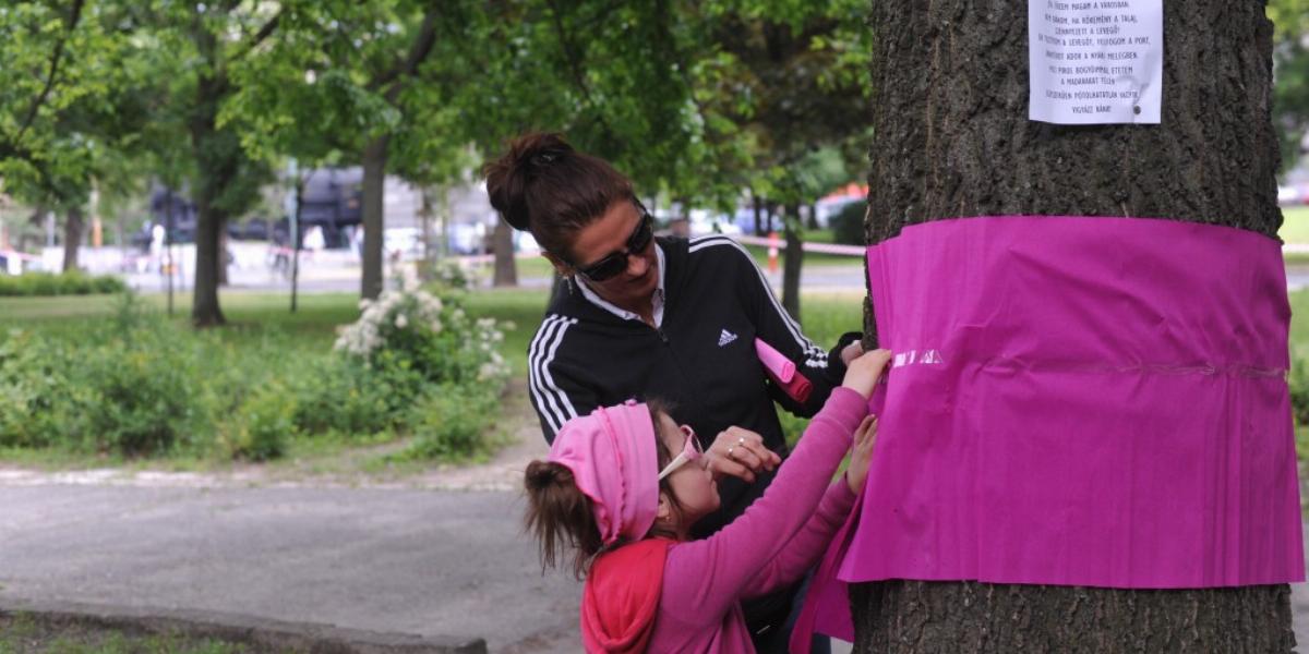 Színes papírral jelölték az örökbe fogadott fákat FOTÓ: TÓTH GERGŐ