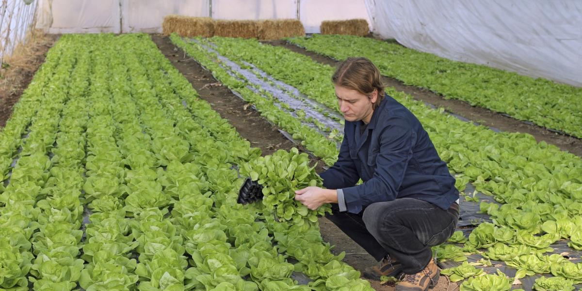 Szinte a világ minden táján találni önkénteseket fogadó szállásadókat, legtöbbször farmok, biogazdaságok
fenntartói várják a se