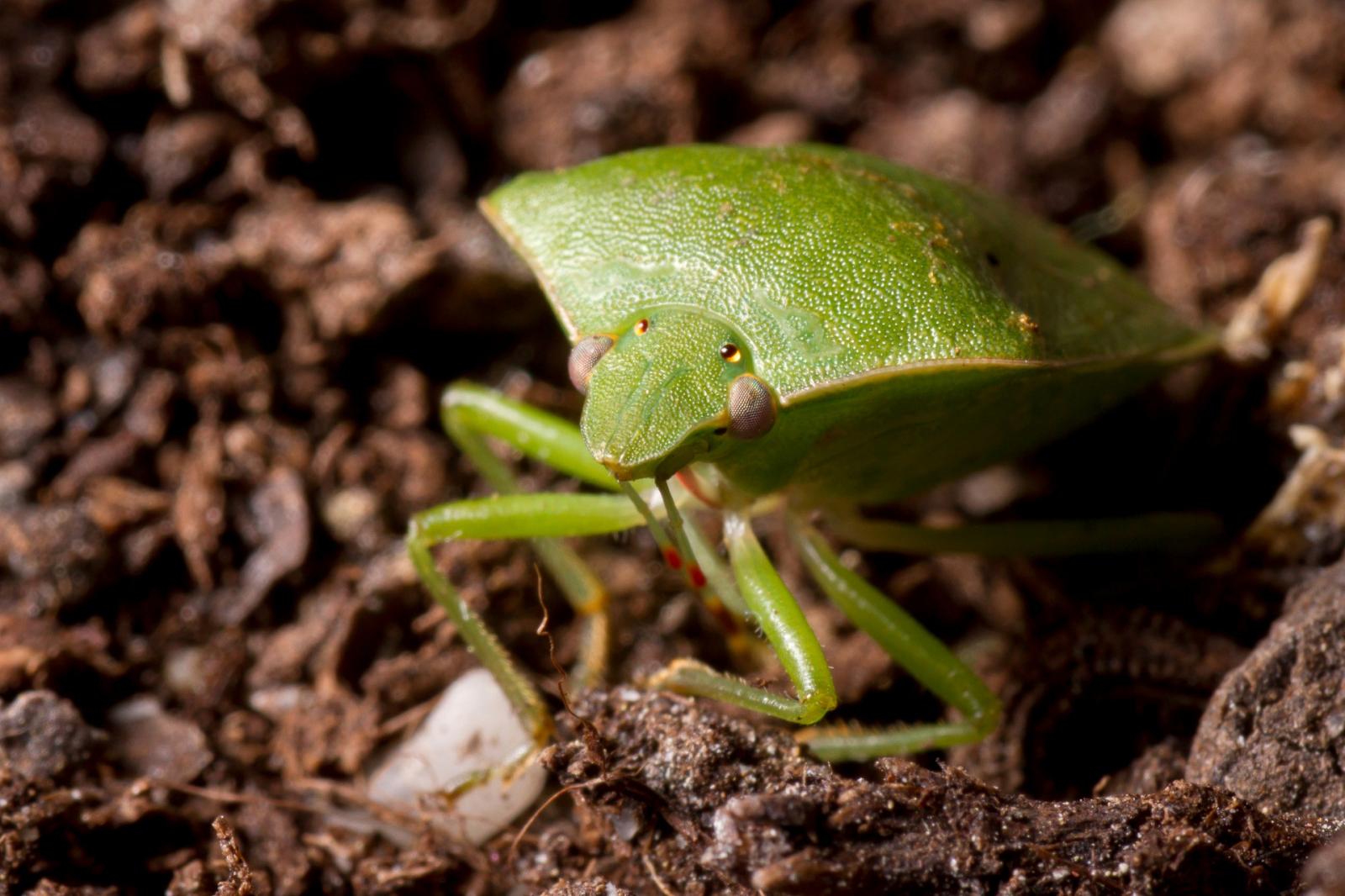 Zöld vándorpoloska (Nezara viridula) FOTÓ: SHUTTERSTOCK