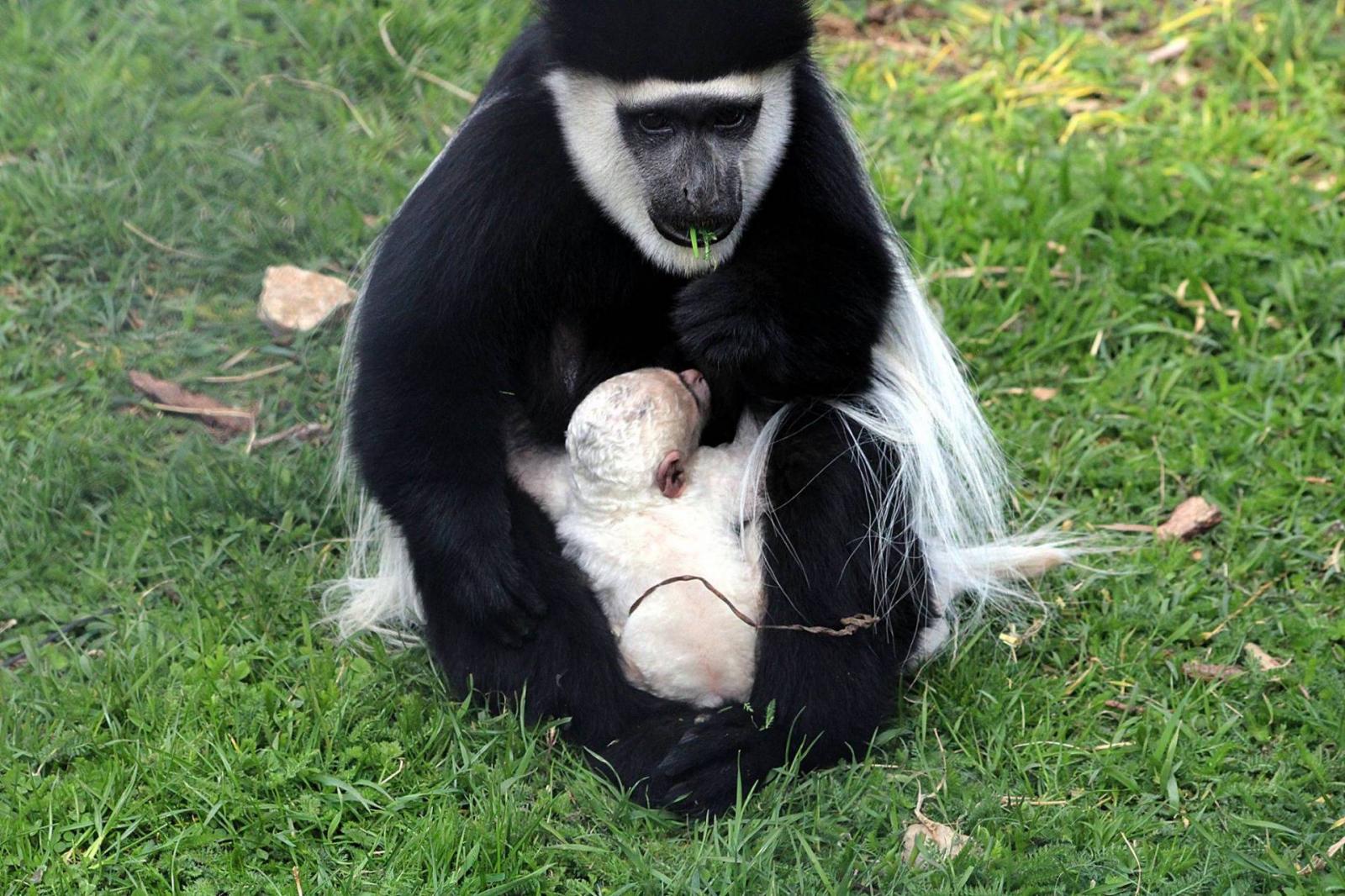 Zászlós farkú kolobusz (Colobus guereza)