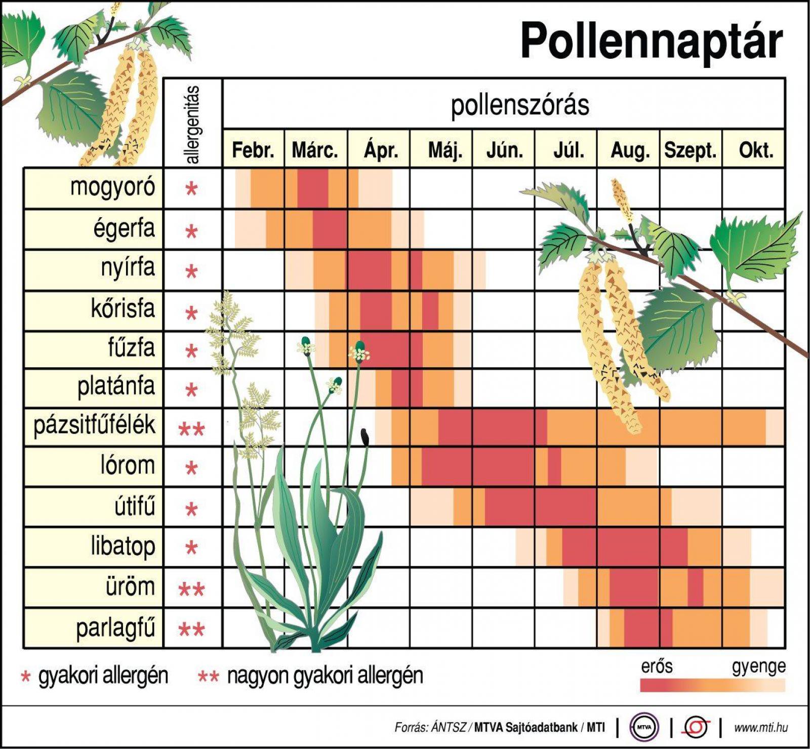 Legjellemzőbb allergén növények pollenszórási ideje és erőssége februártól októberig