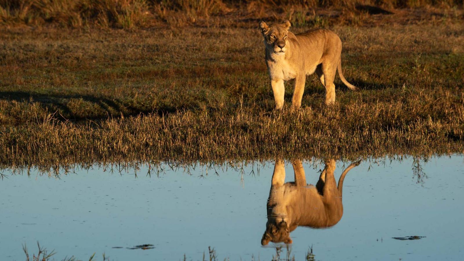 Az Okavango folyó a természetfilmesek egyik kedvenc helyszíne