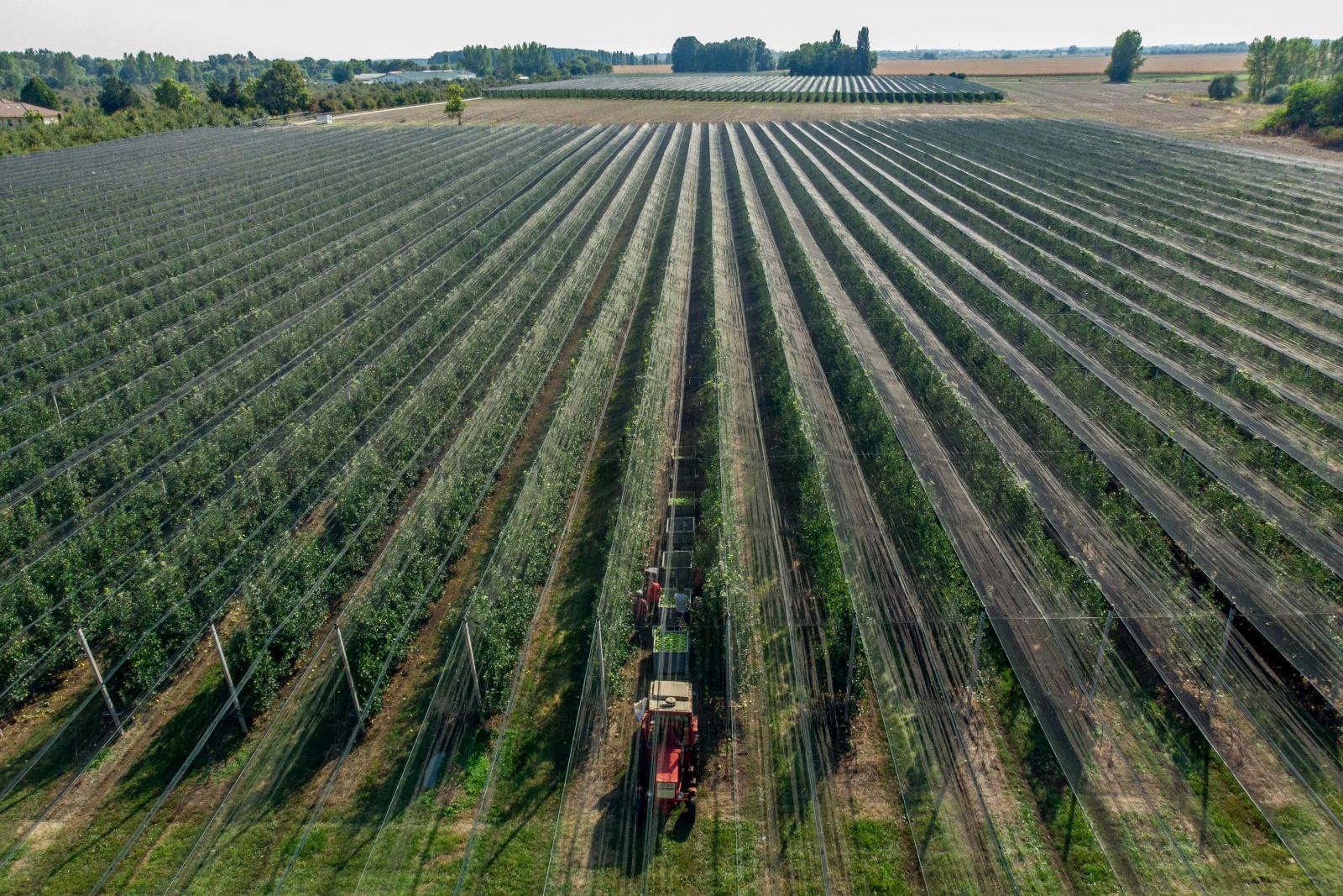 Almaszedés a Magyarország legszebb birtoka címet elnyert Bold Agro Kft. derecskei gazdaságában