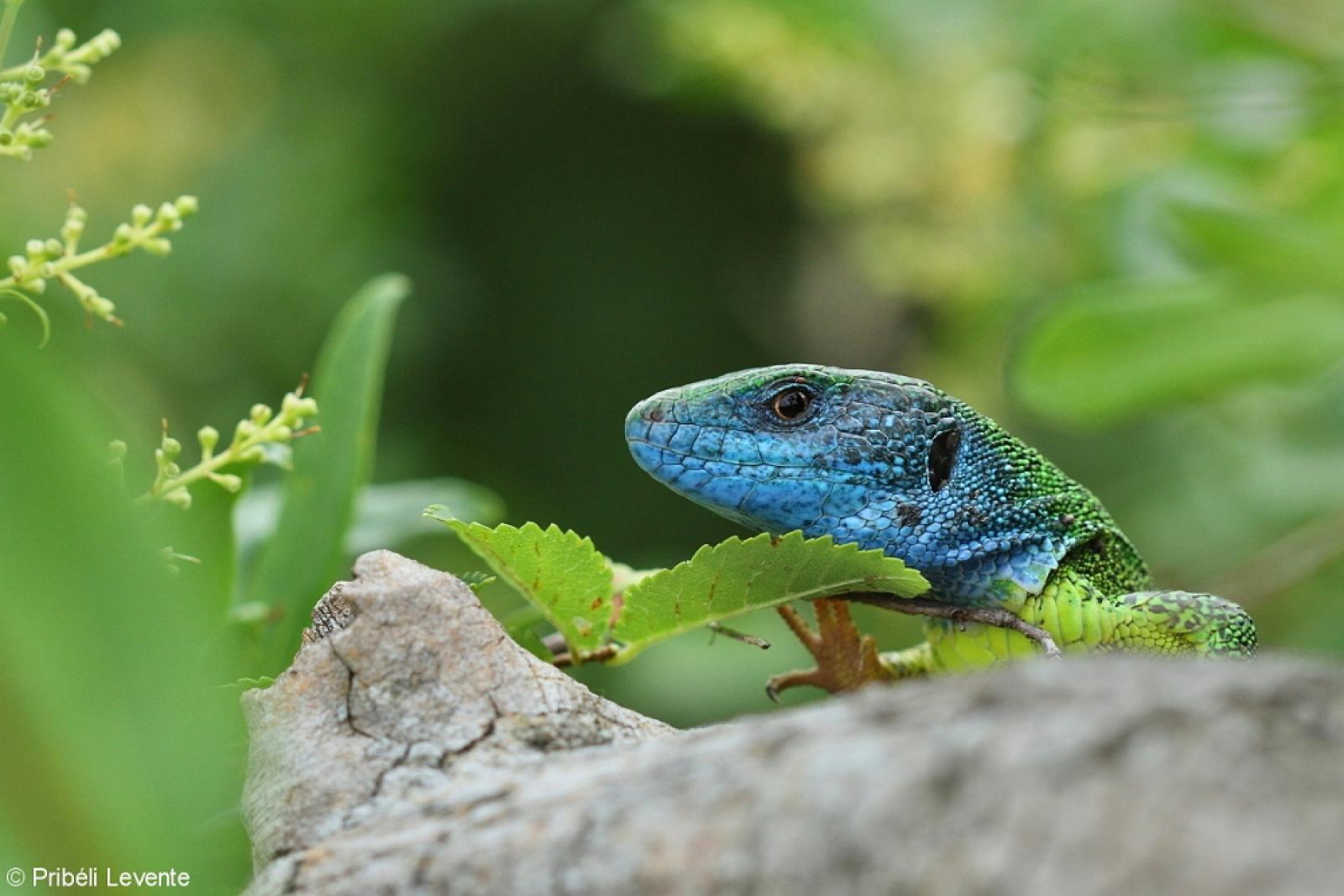 Nyolcpontos cincér (Saperda octopunctata)