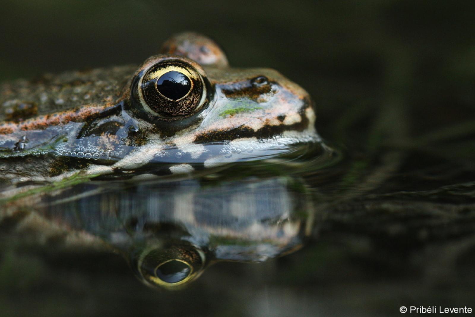 Nyolcpontos cincér (Saperda octopunctata)