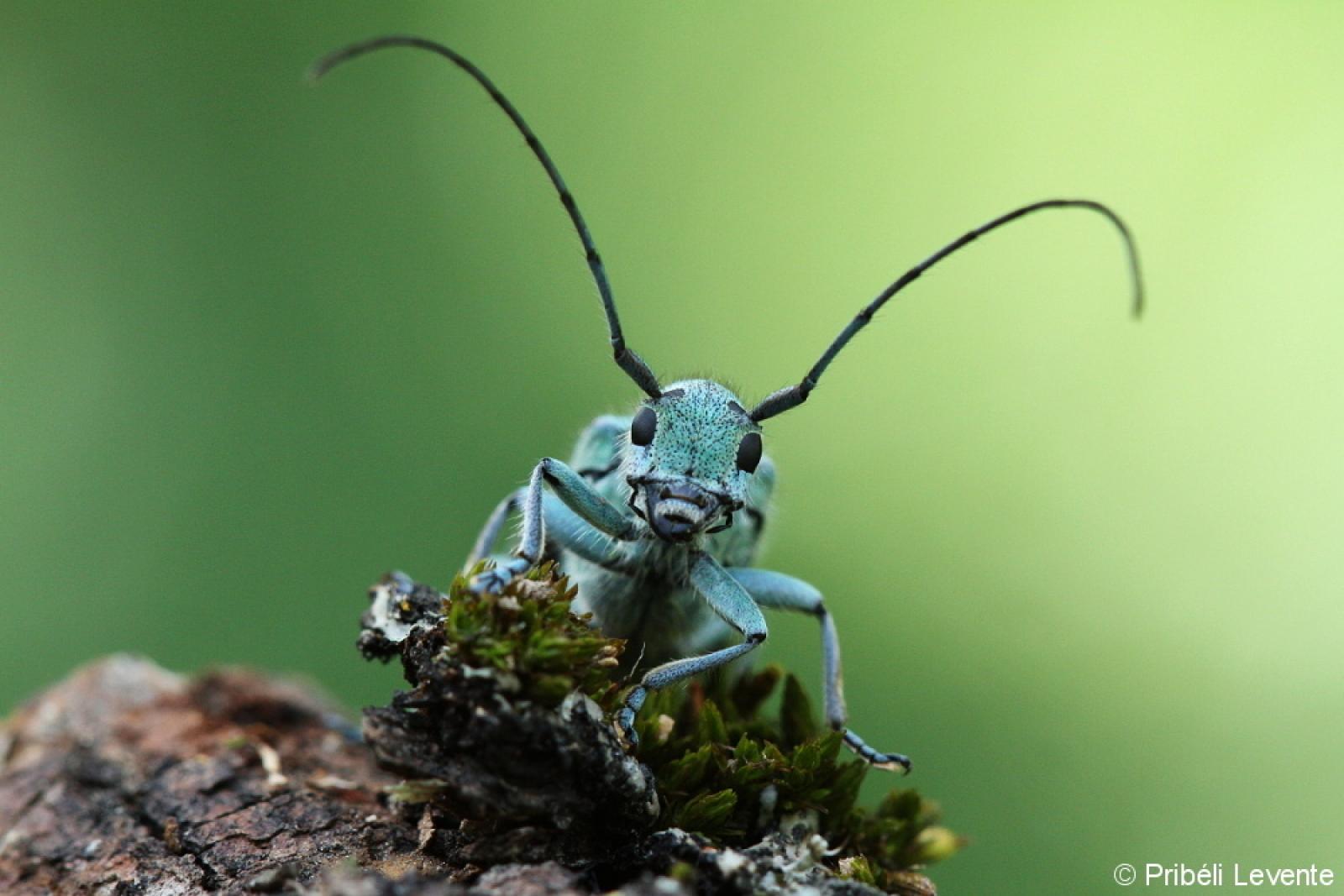 Nyolcpontos cincér (Saperda octopunctata)