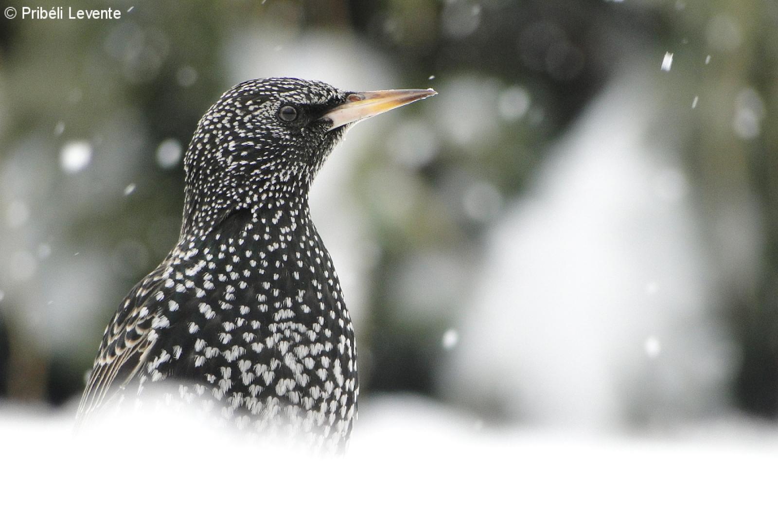 Éneklő nádi tücsökmadár (Locustella luscinioides)