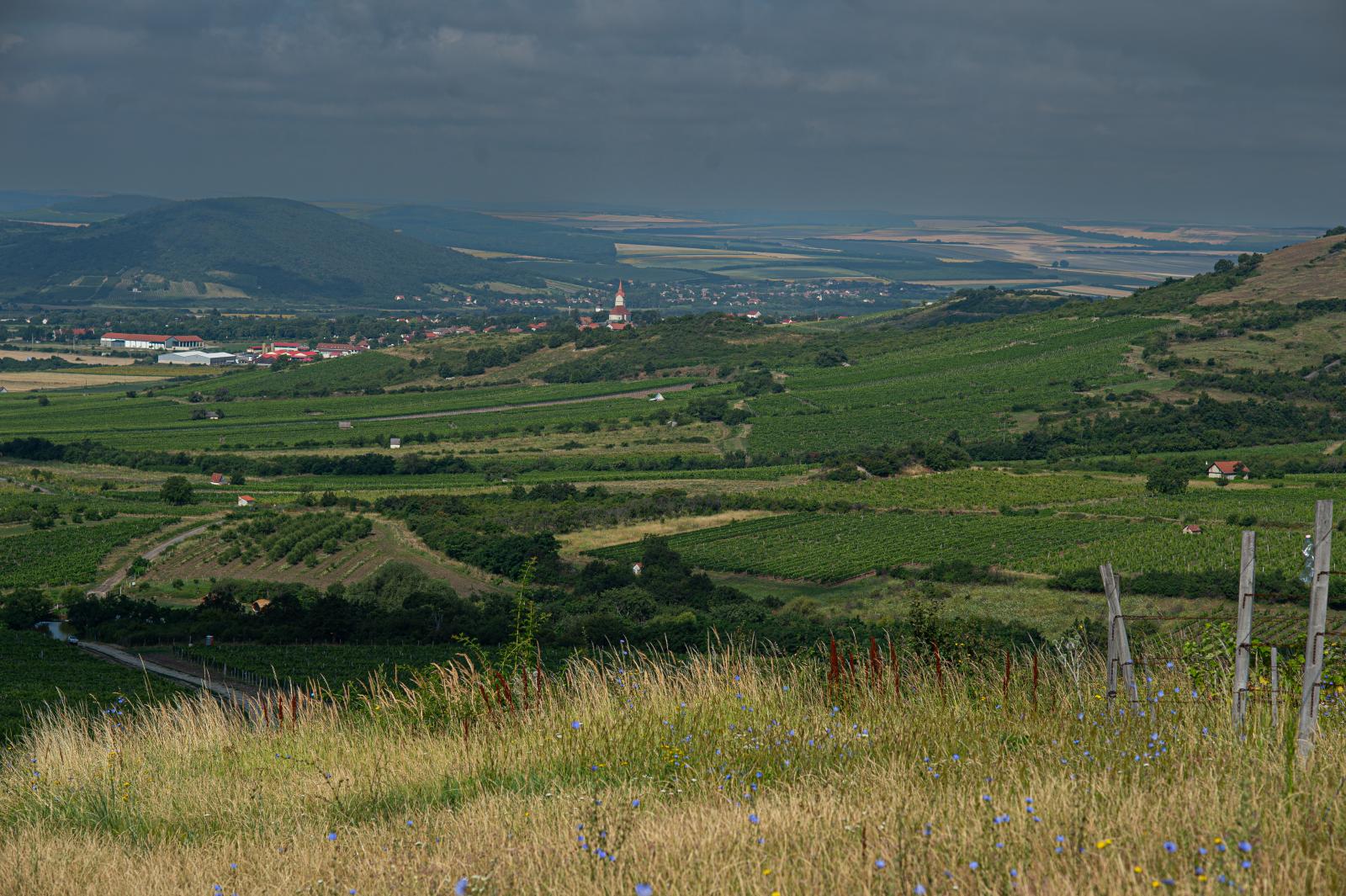 Tállya és a Tokaj-Hegyalja borvidék