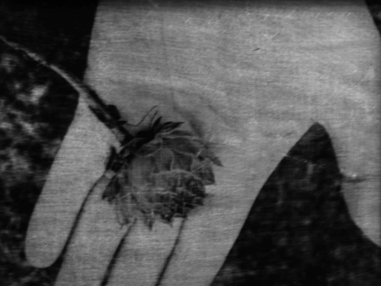 Különdíj: Kertem-01 (digitális print)