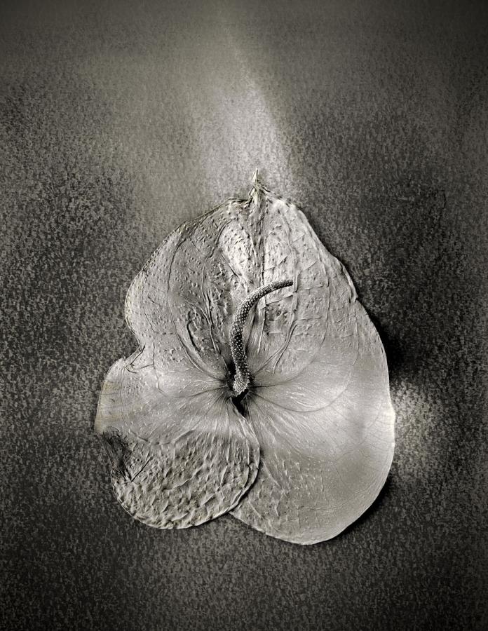 Különdíj: Kertem-01 (digitális print)