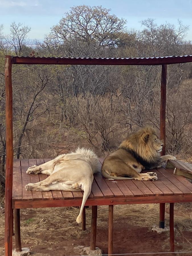 Acononyx és Napoleon