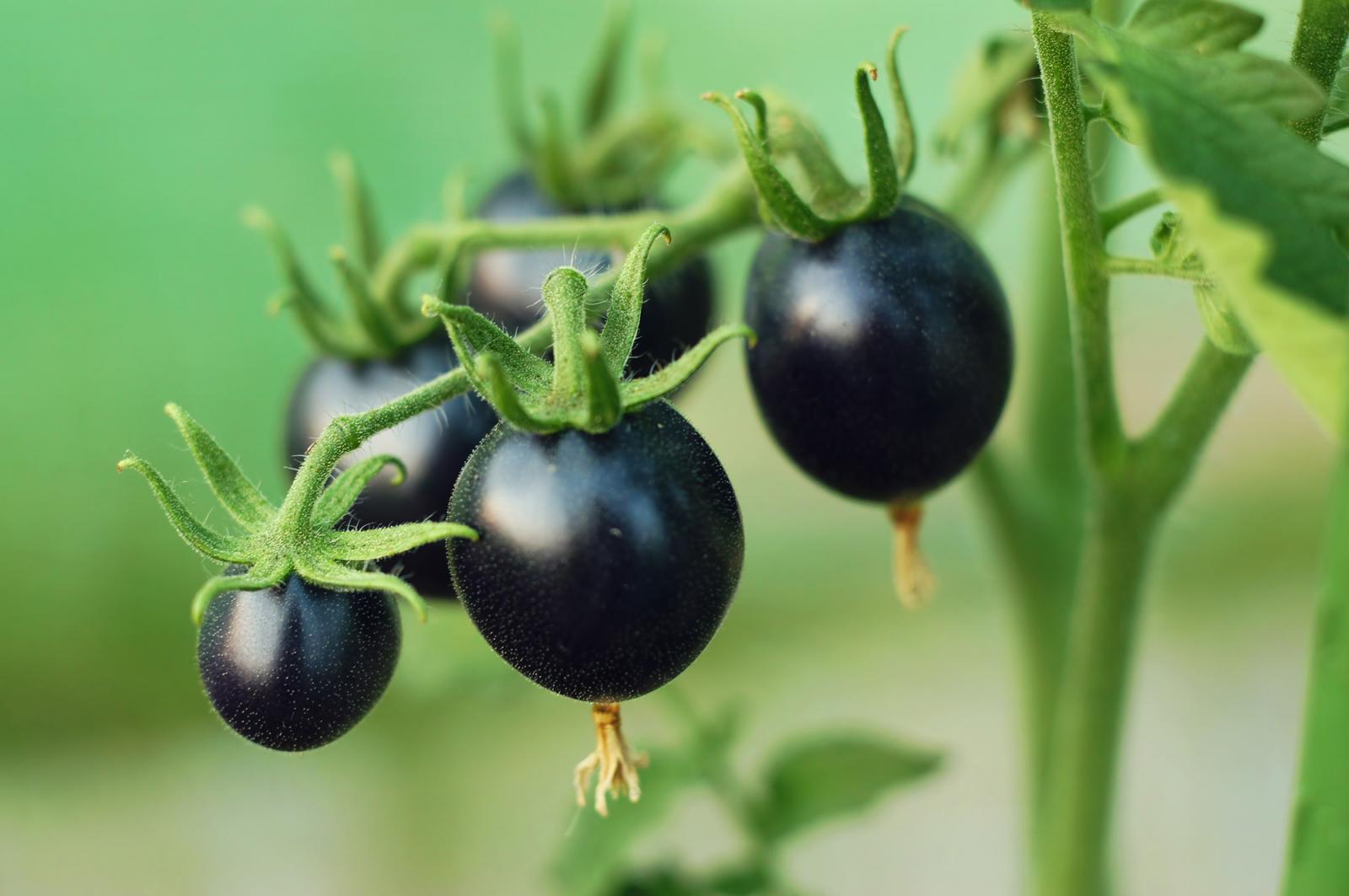 Egészségvédő
hatású antocianint
termelő lila
paradicsom,
amely tavaly a
kiskereskedelmi
forgalomba került
az USA-ban