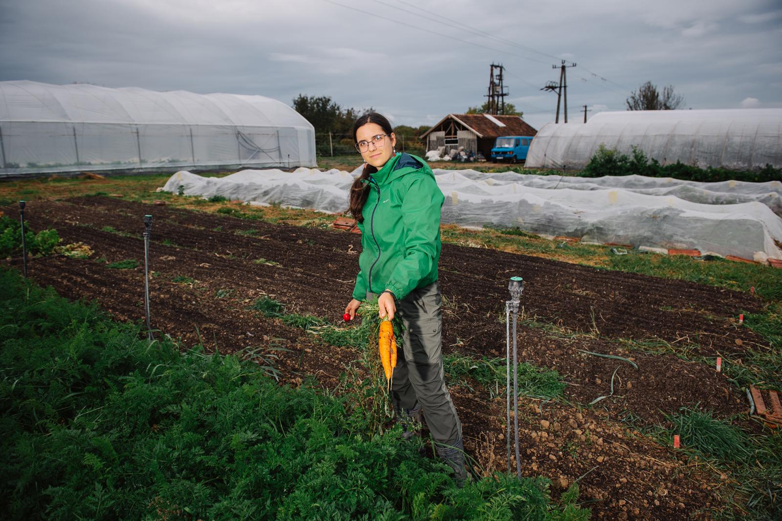 A mángold 50 árnyalata