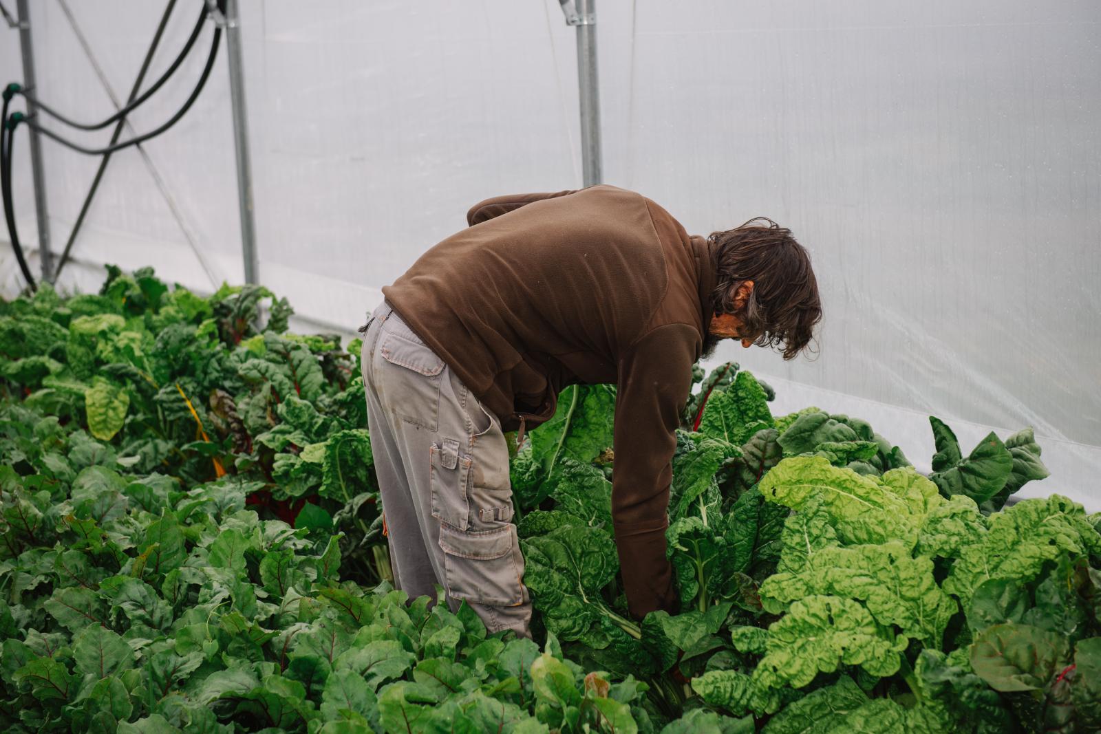 A mángold 50 árnyalata