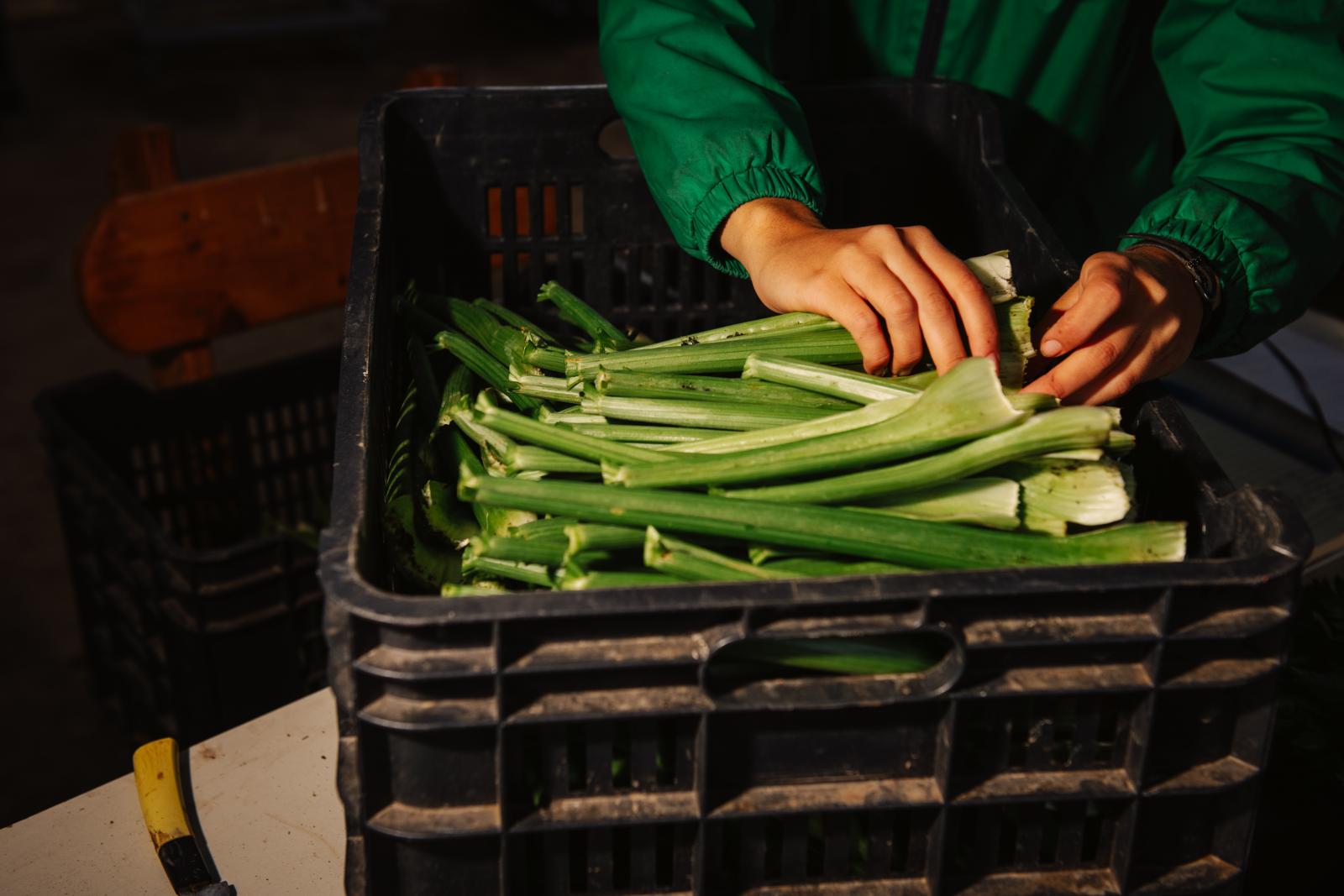 A mángold 50 árnyalata