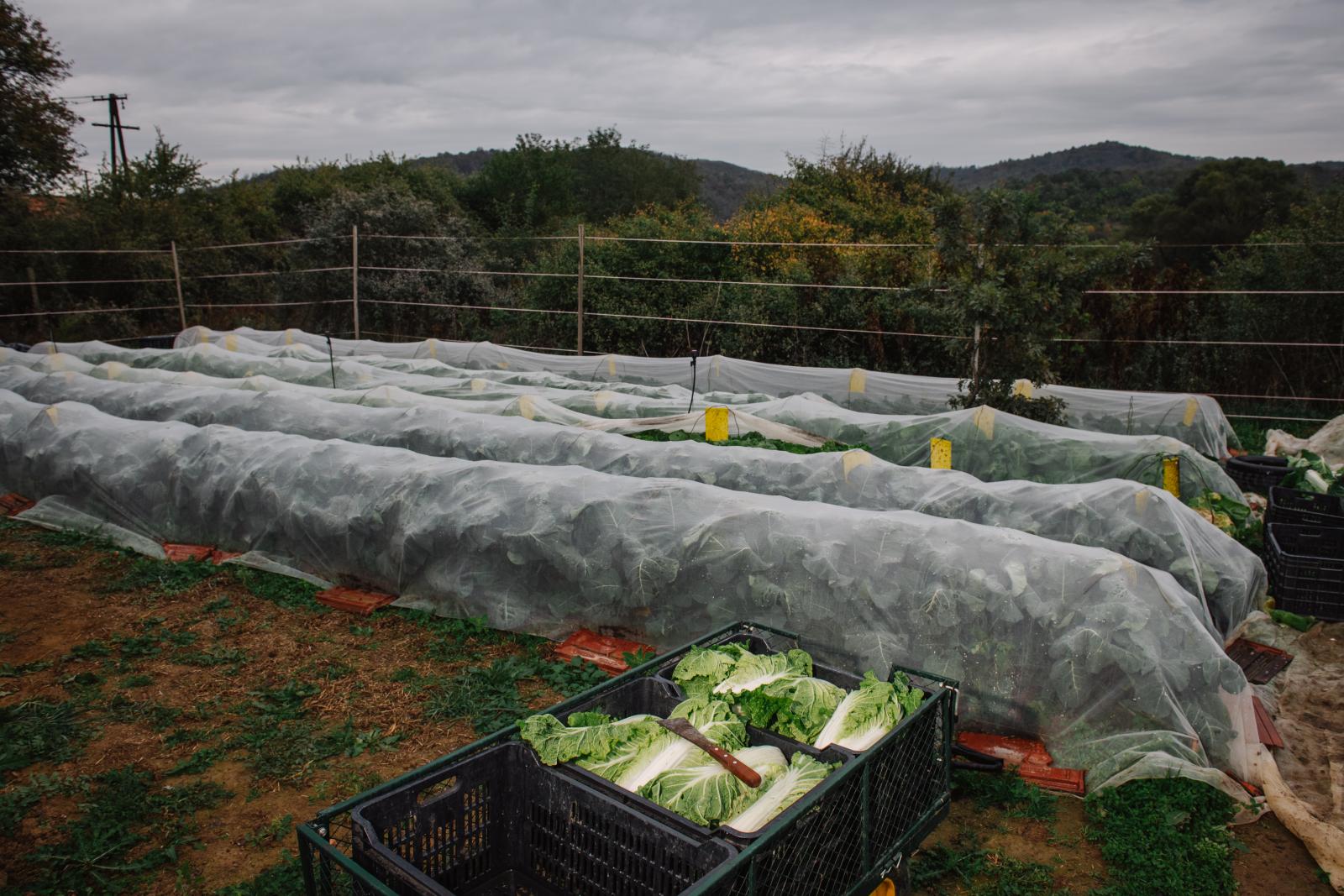 A mángold 50 árnyalata