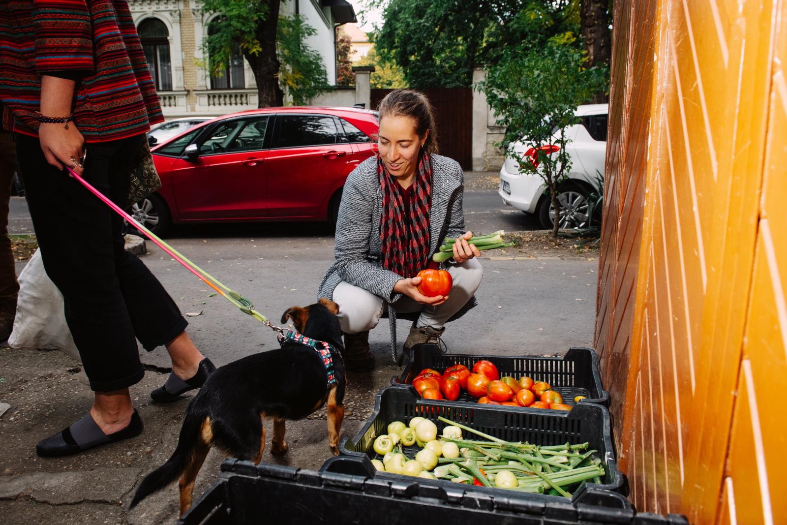 Csütörtök van, ma veszik át a zöldségeiket a tagok
