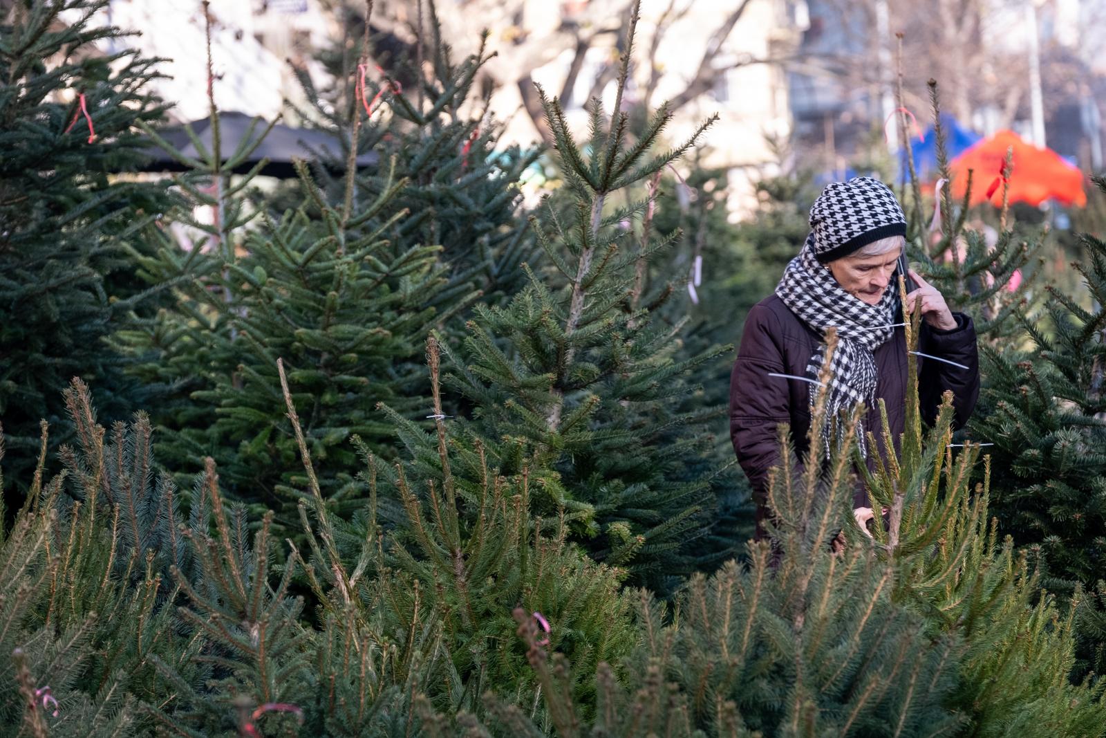 A lucfenyőt 5 ezer, az ezüstöt 7-8 ezer, a Nordmannt 10-12 ezer forintos méterenkénti áron kínálják