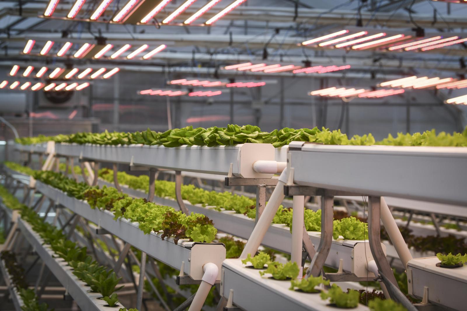 Mintha egy növénybibliotékába csöppennénk: egyfajta polcrendszeren minden soron más-más saláta, fűszernövény