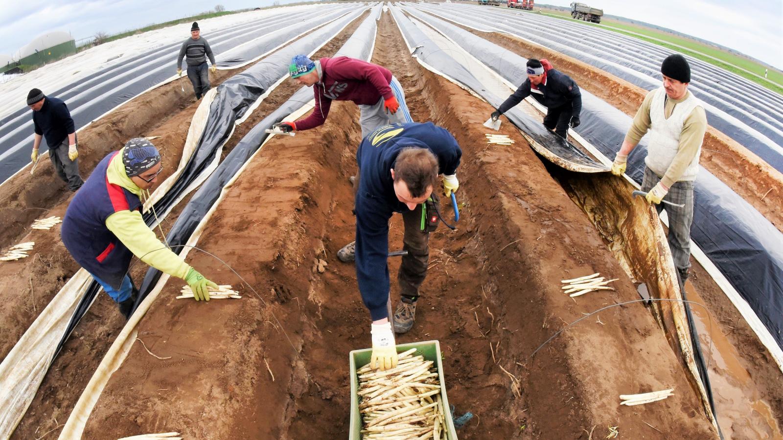 SPÁRGASZEDŐK - Hódít a németországi szezonmunka