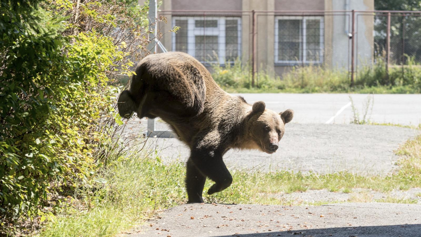 Hím barna medve (Ursus arctos) a csíkszeredai Octavian Goga Főgimnázium udvarán 2018. augusztus 21-én