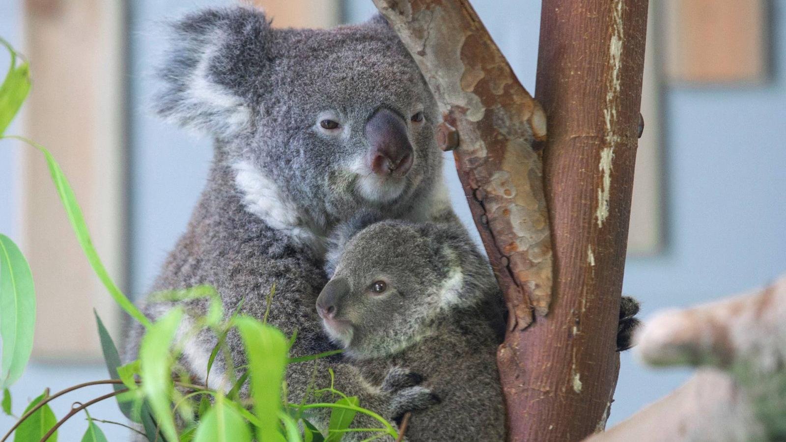 #CHINA-NANJING-ZOO-KOALA (CN)