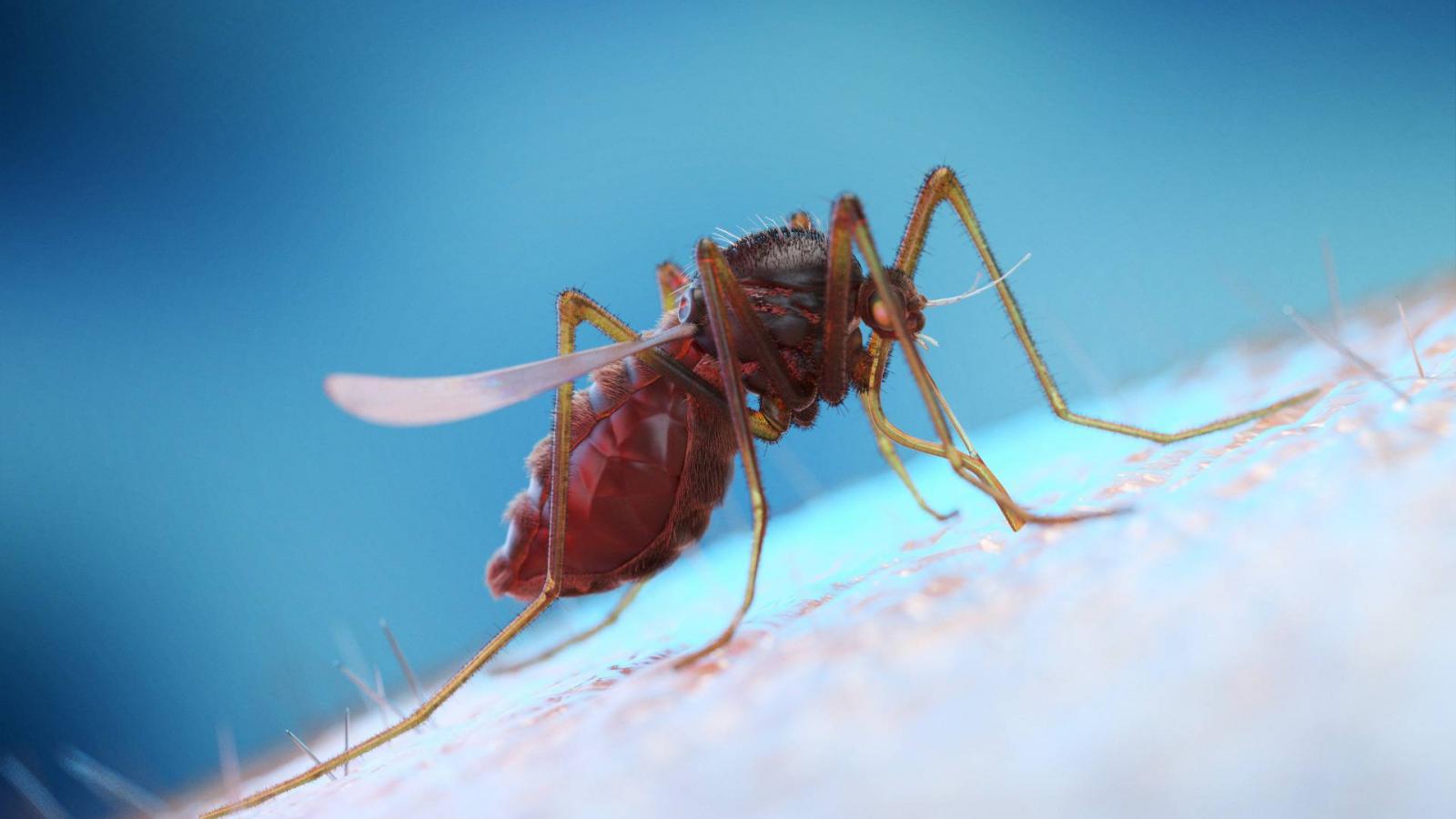 Mosquito on human skin, illustration