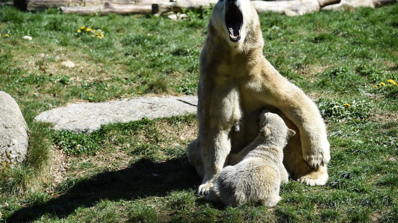 Az anya Sesi és Nanuq, a testvér 2017-ben