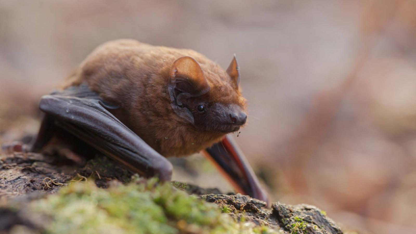 Rőt koraidenevér (Nyctalus noctula)