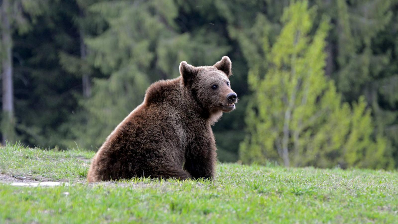 Brown,Bear,In,Carpathian,Mountains,In,Transylvania,,Romania