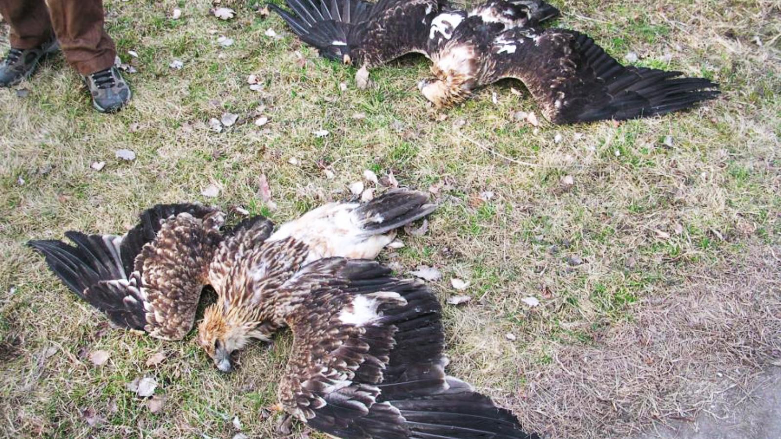 Mérgezéstől elhullott parlagisaspár Jászárokszállás határában