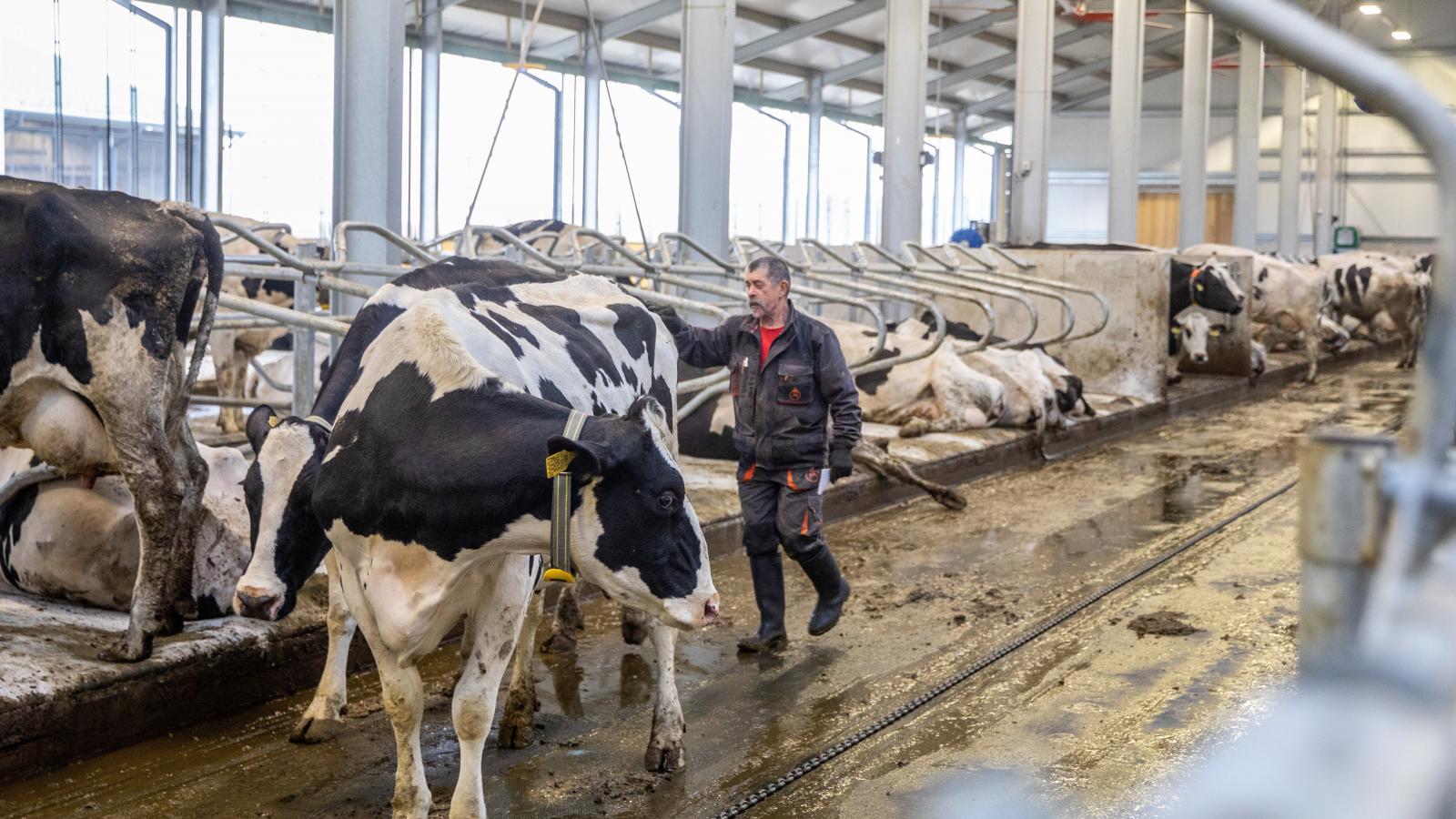 Két istálló épül a teheneknek Mezőhegyesen, az egyikben kapnak helyet a vemhes üszőknek készülő vízágyak 