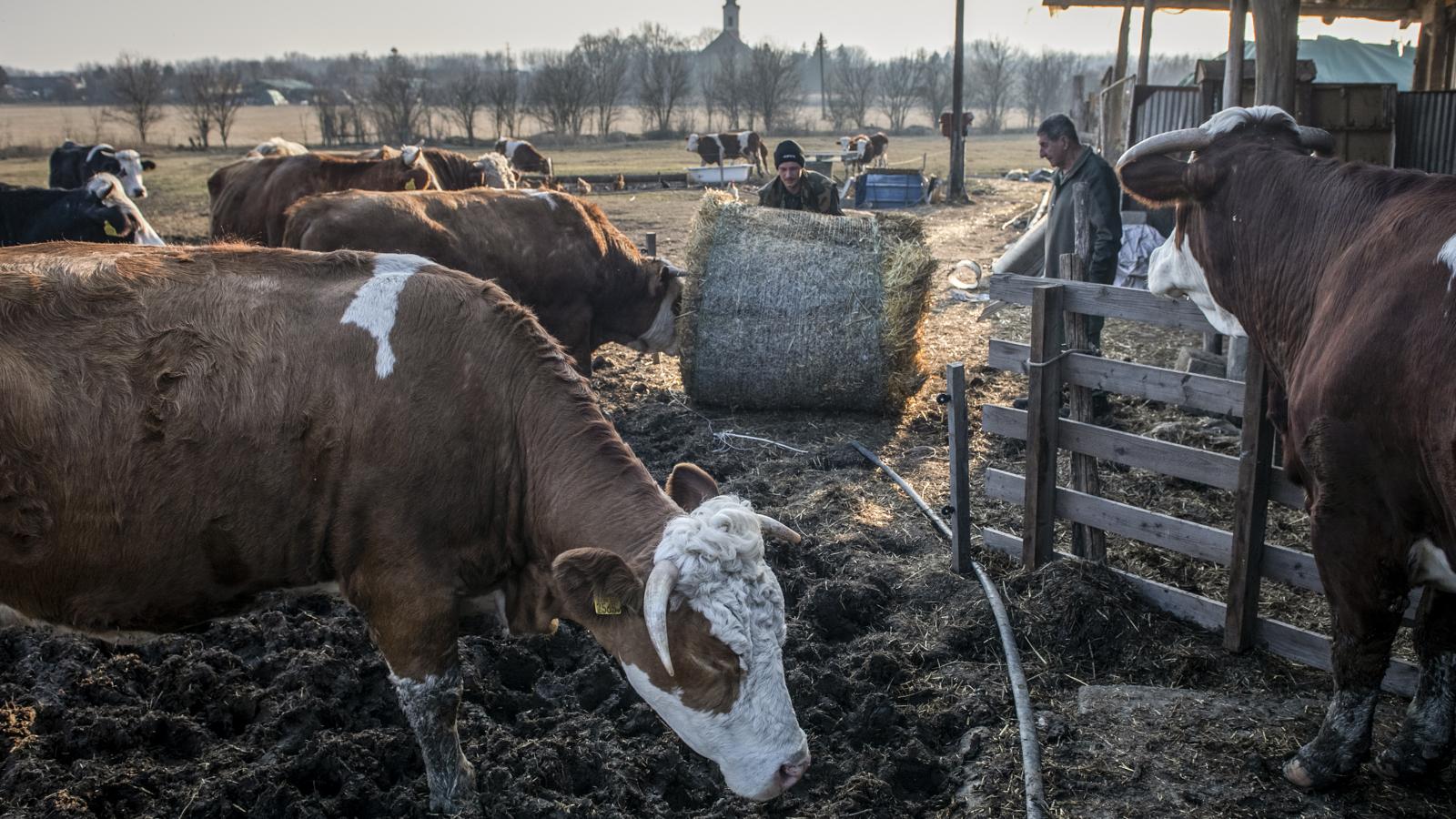 Tíz év alatt negyedére esett az állattartó gazdaságok száma