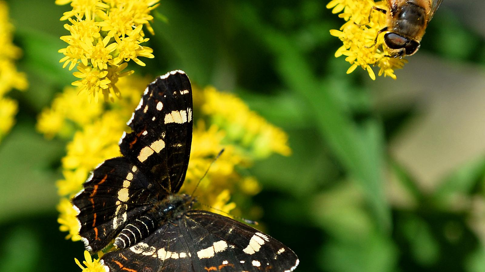 Pókhálós lepke (Araschnia levana). 