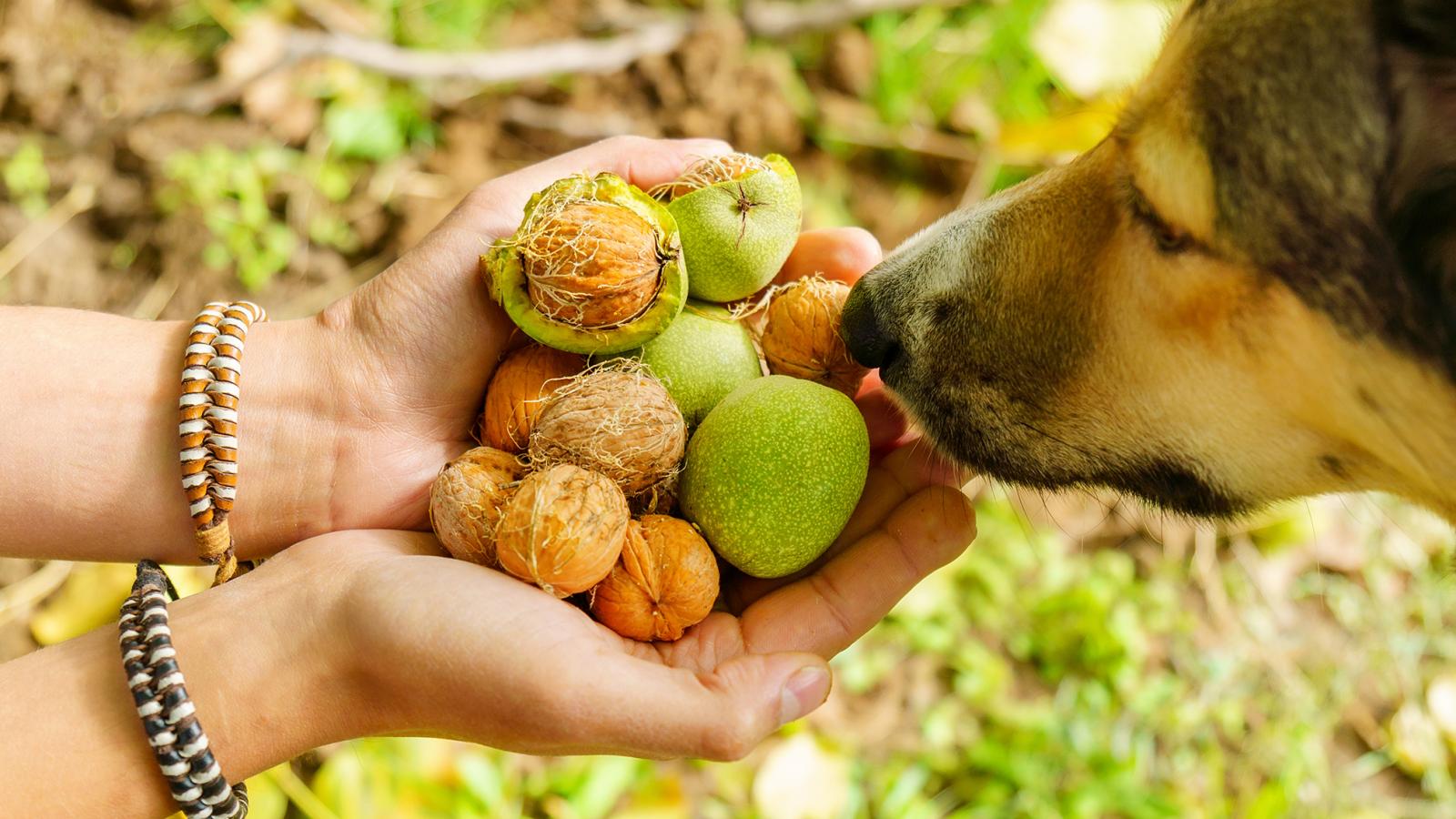 Kevés dió nem okoz bajt, de a földre esett, nedves darabok veszélyesek a kutyákra