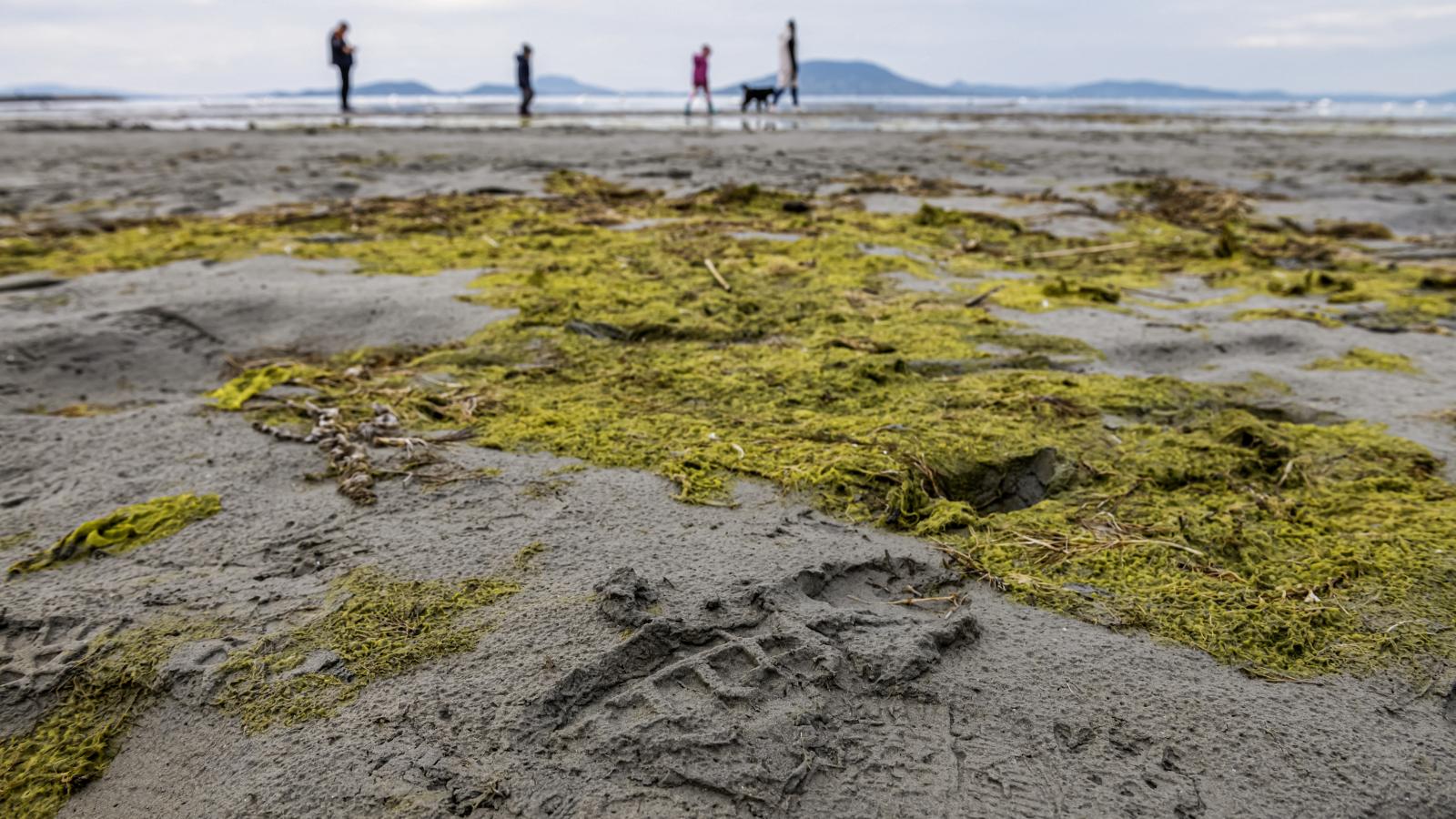 Futótűzként terjed: kevés a víz a Balatonban. De volt már rosszabb helyzet