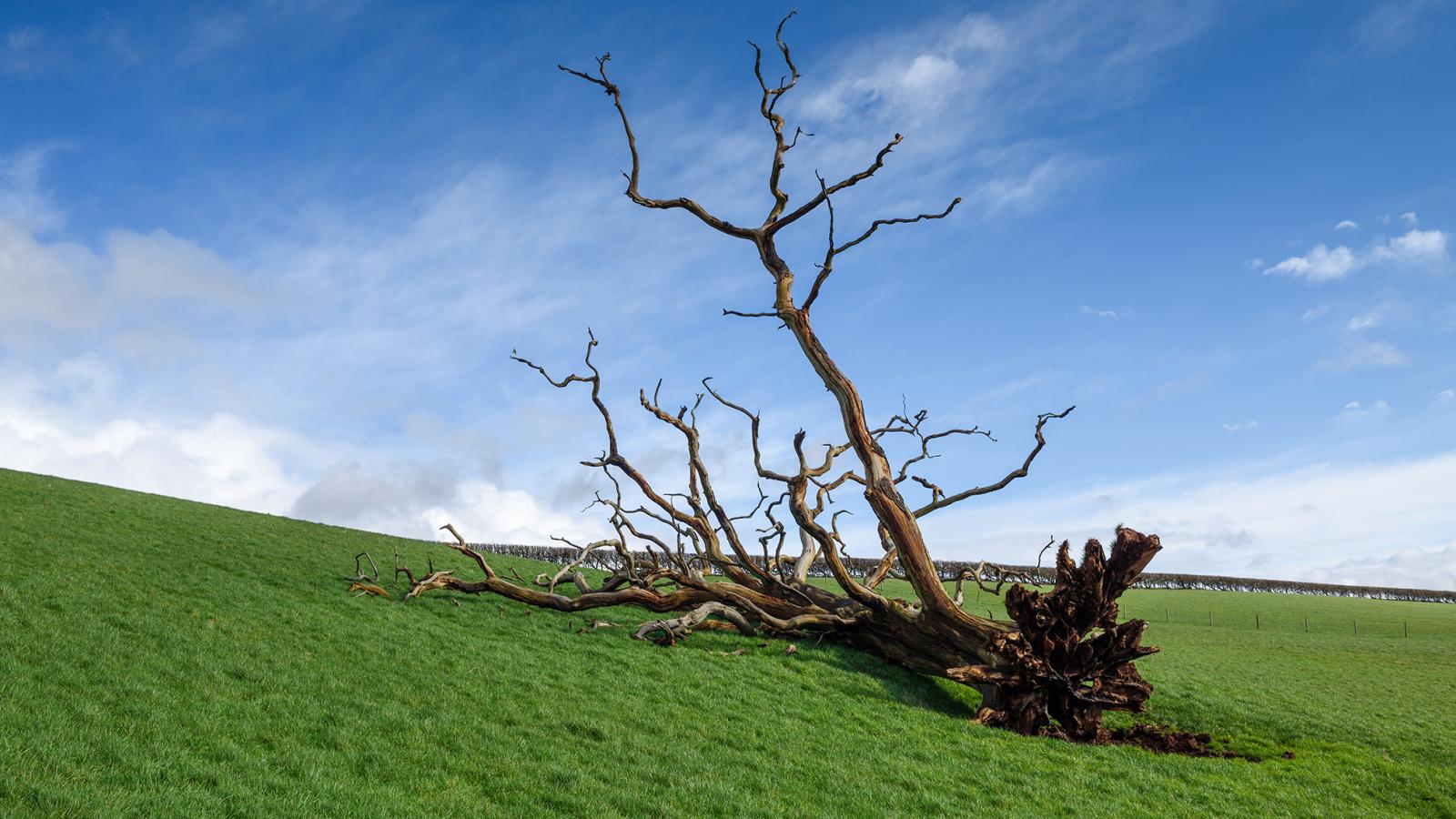 Ha valamiről, hát
a fákról kellene
írni, arról a fáról
például, amelyik
napok óta ott
fekszik az út
mentén, gyökerestül
kitépve